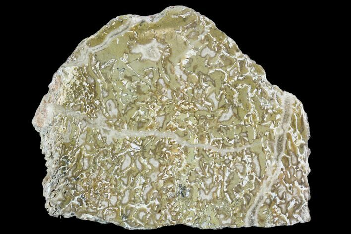 Polished Dinosaur Bone (Gembone) Section - Morocco #107176